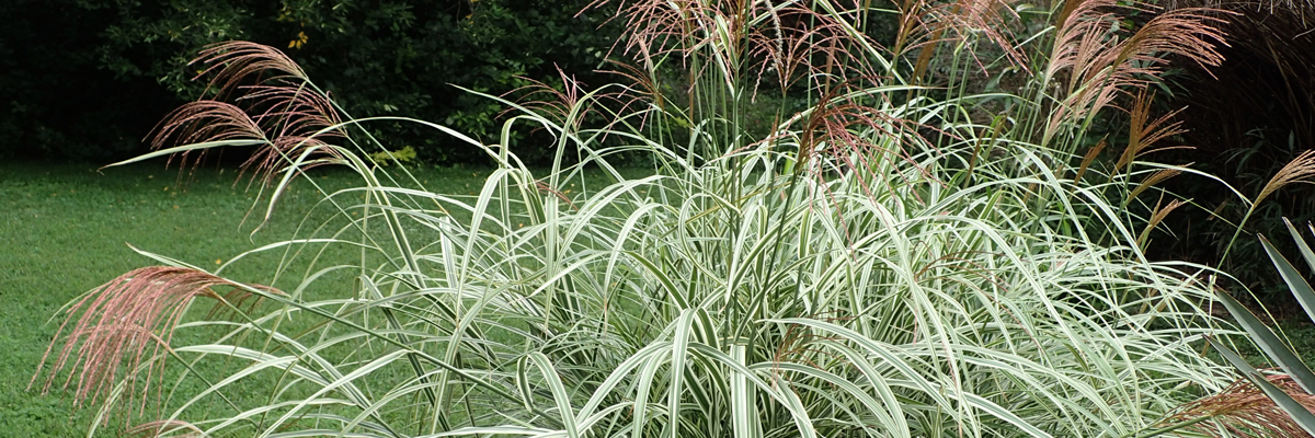 Miscanthus