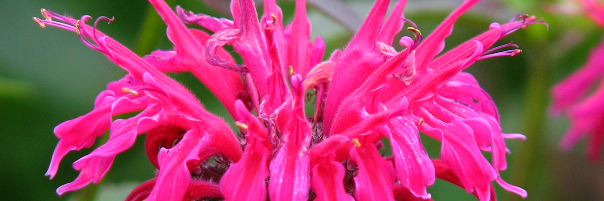 Monarda