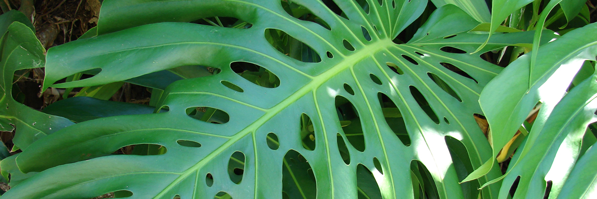 Monstera