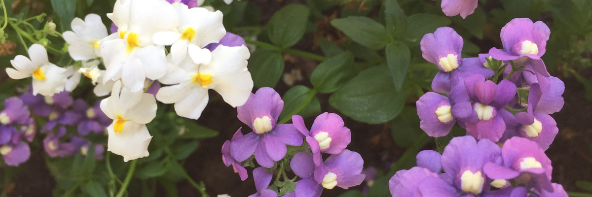 Nemesia