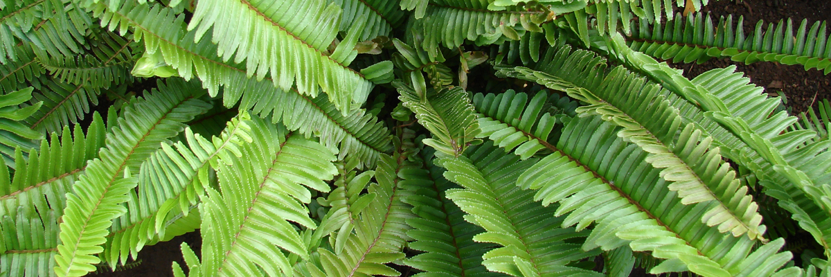Nephrolepis