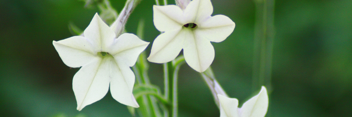 Nicotiana