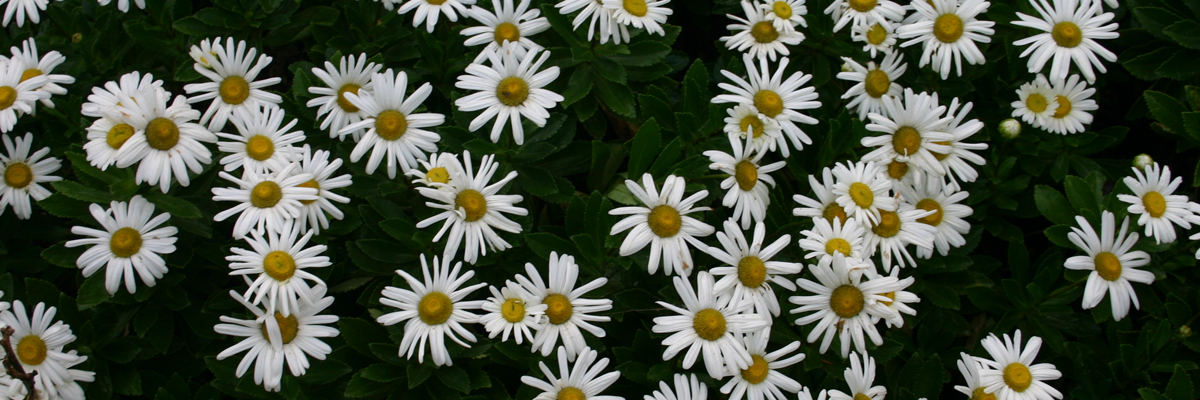 Nipponanthemum