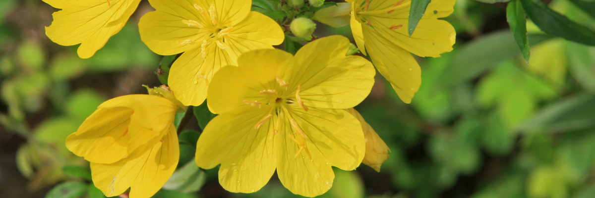 Oenothera