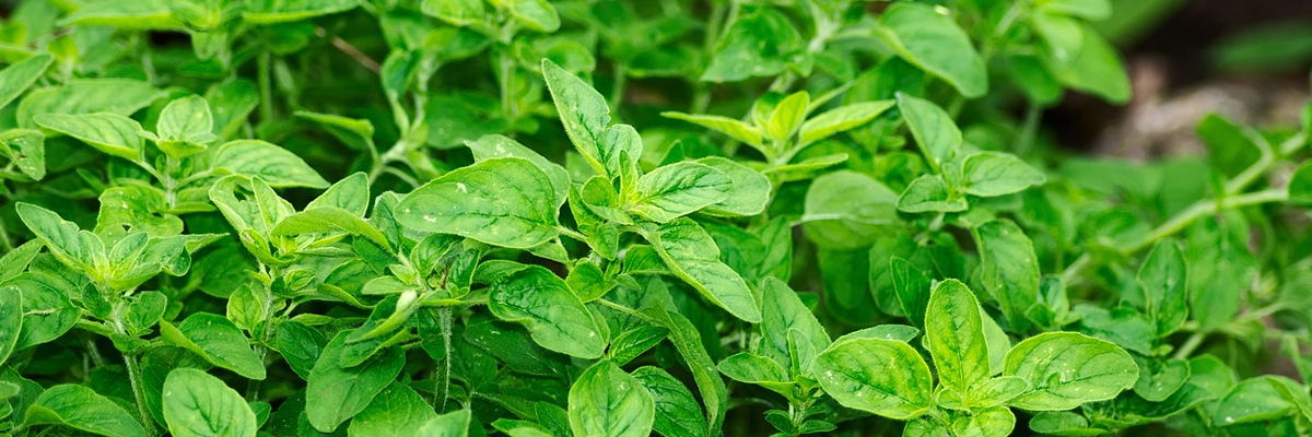 Oregano