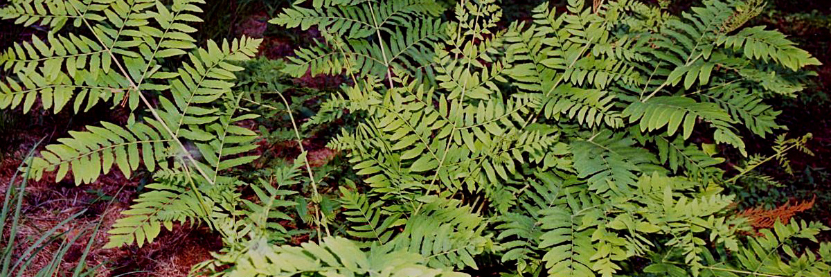 Osmunda