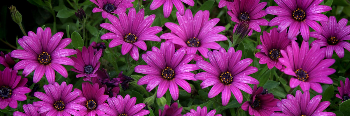 Osteospermum