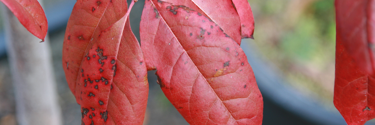 Oxydendrum