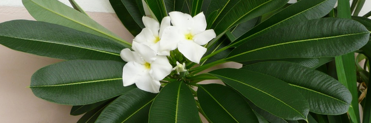 Pachypodium
