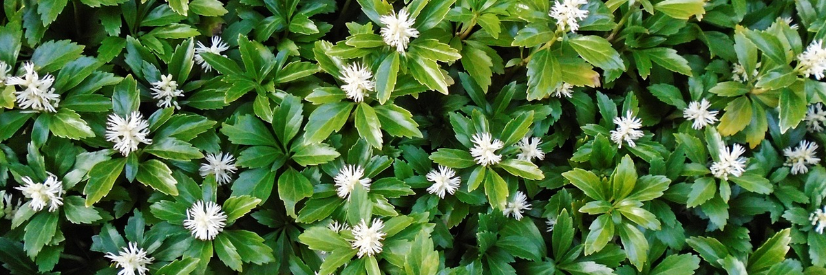 Pachysandra