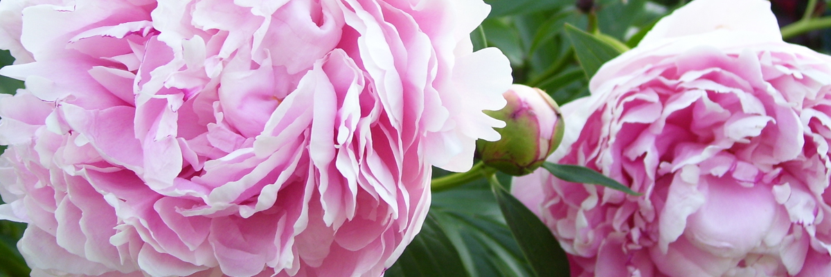 Paeonia