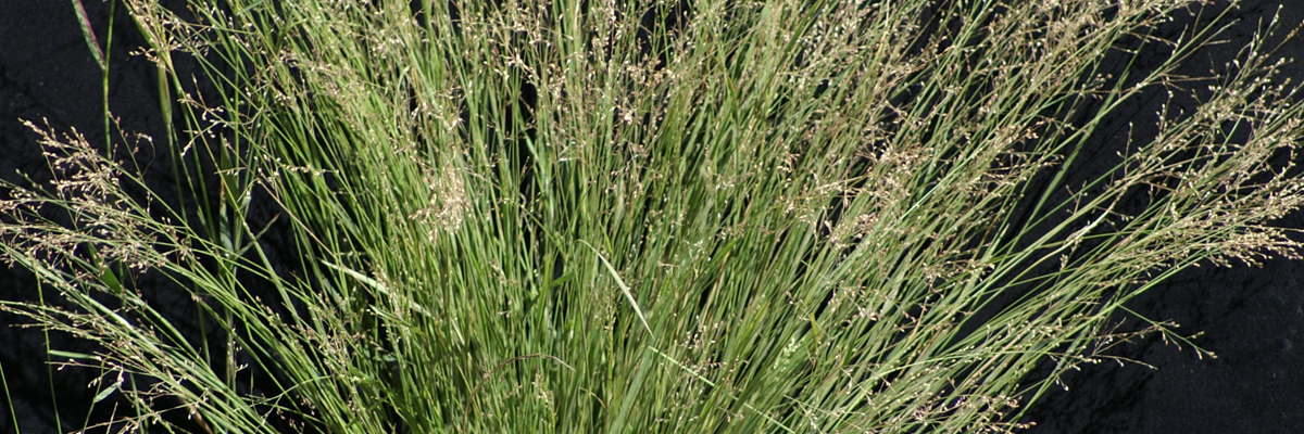 Panicum