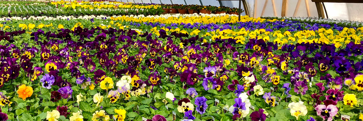 Pansy