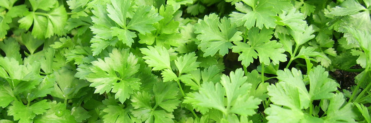 Parsley