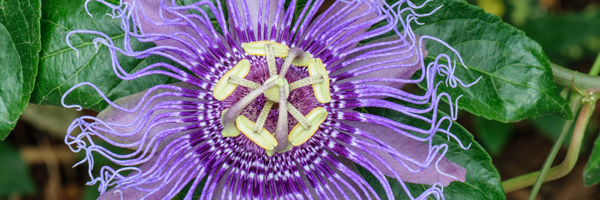 Passiflora