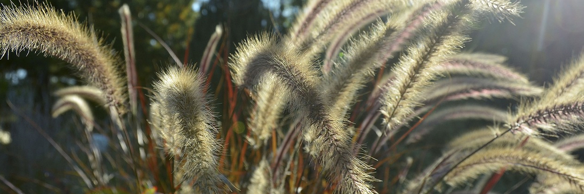 Pennisetum