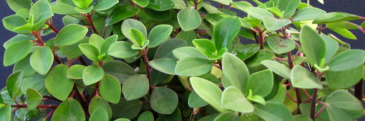 Peperomia