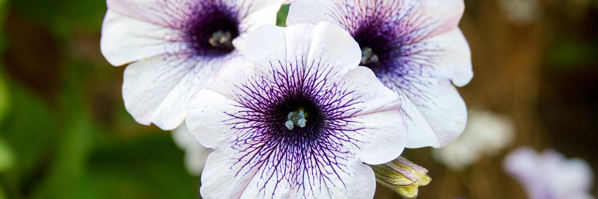 Petunia