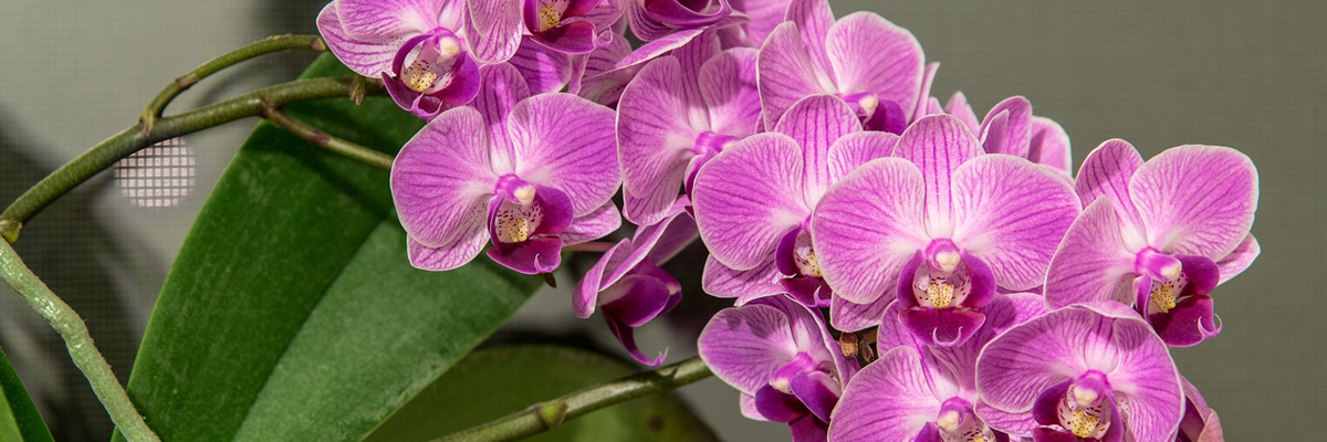Phalaenopsis
