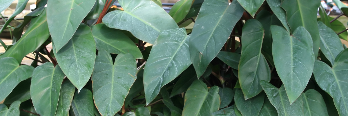 Philodendron