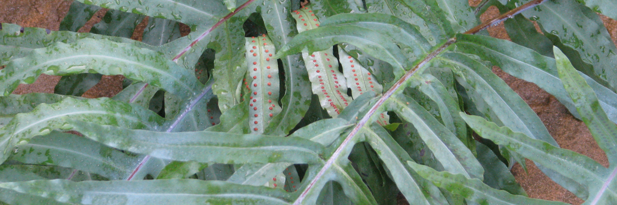 Phlebodium