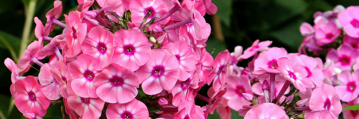 Phlox