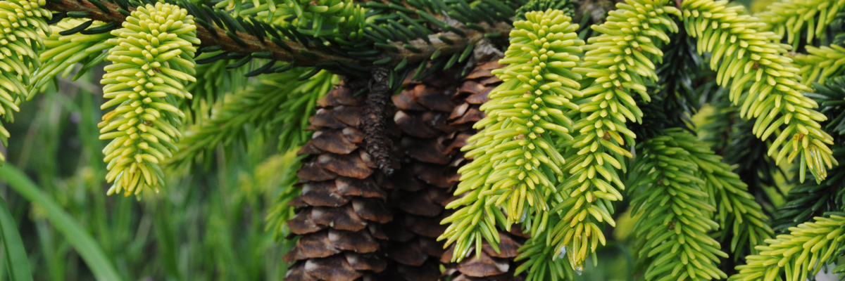 Picea