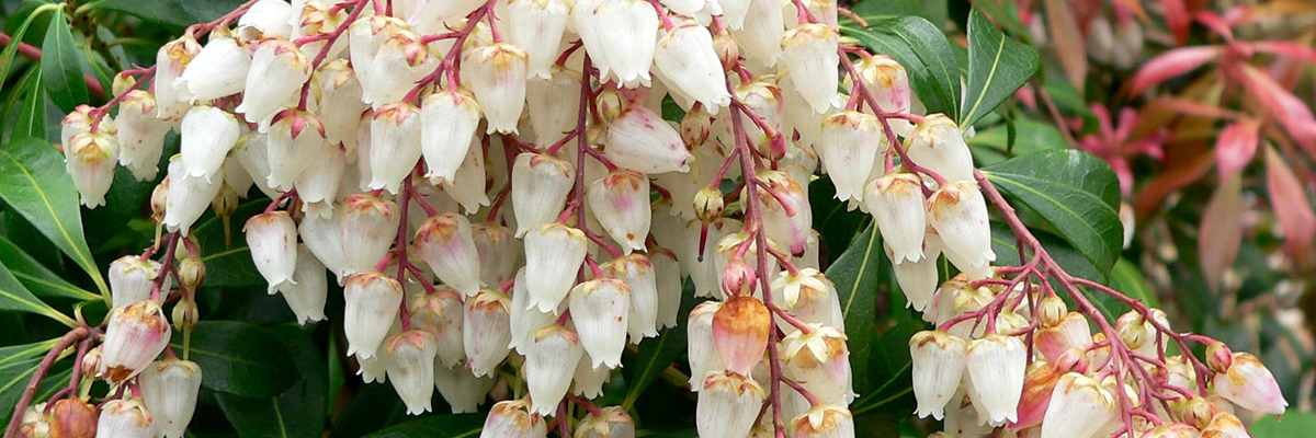 Pieris