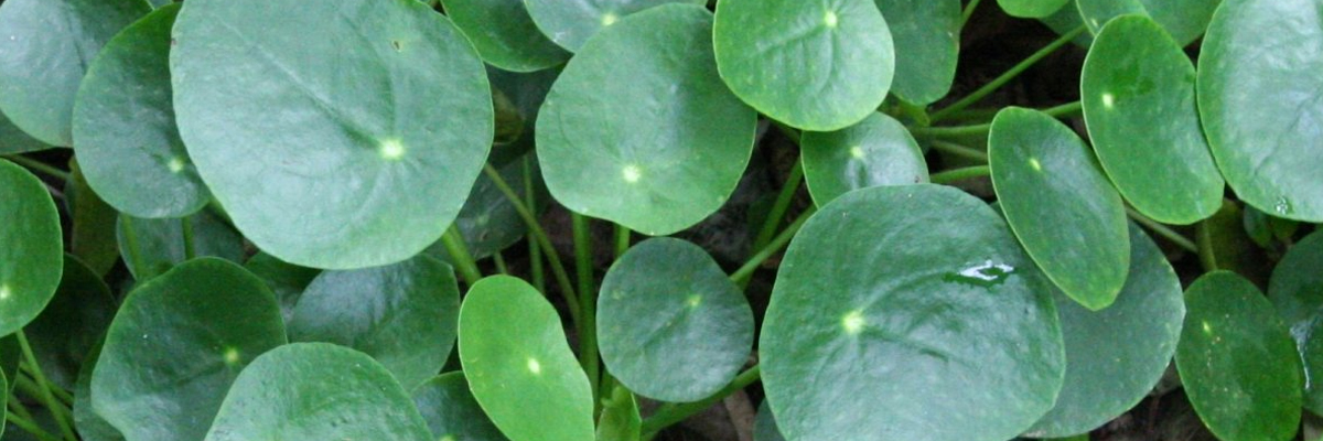 Pilea