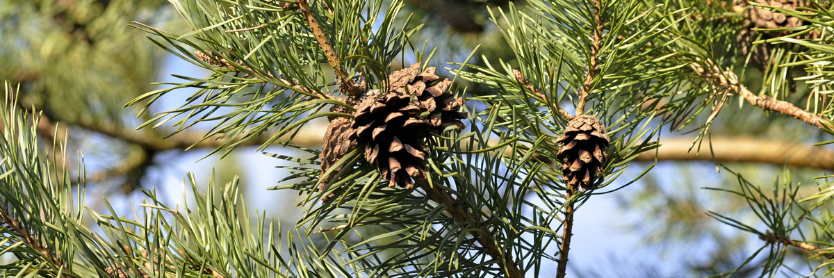 Pinus