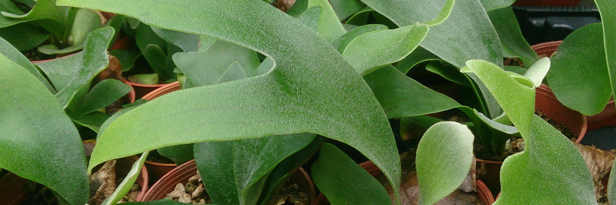 Platycerium