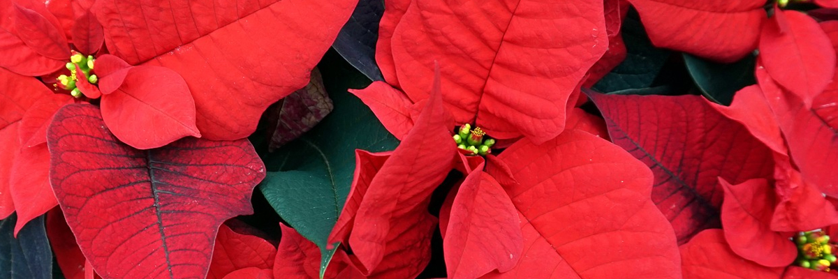 Poinsettia