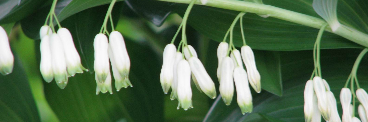 Polygonatum