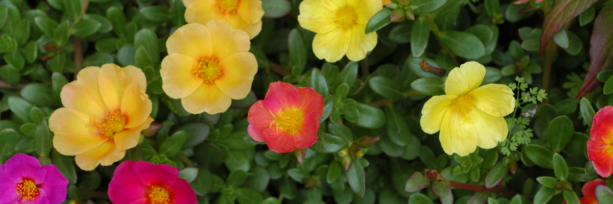 Portulaca