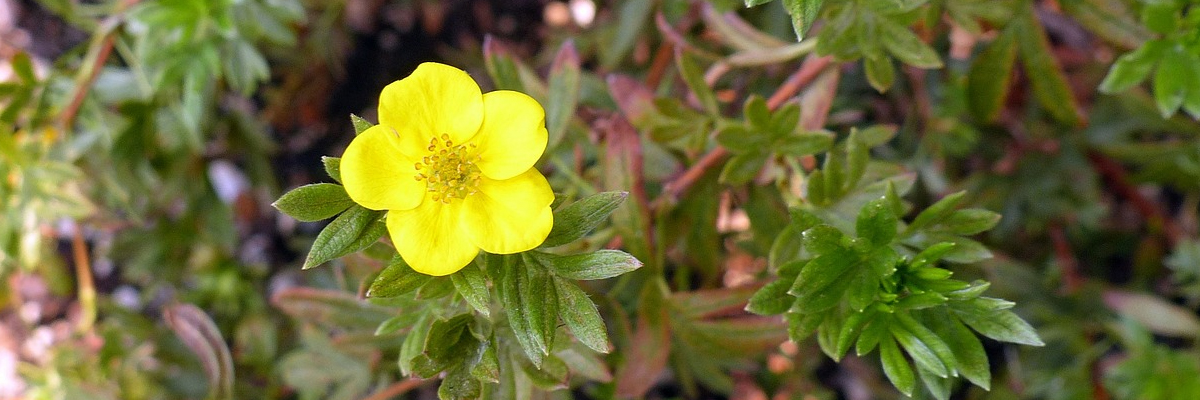Potentilla