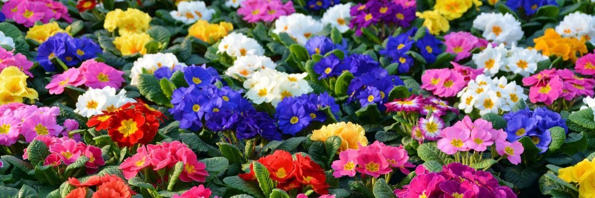 Primula