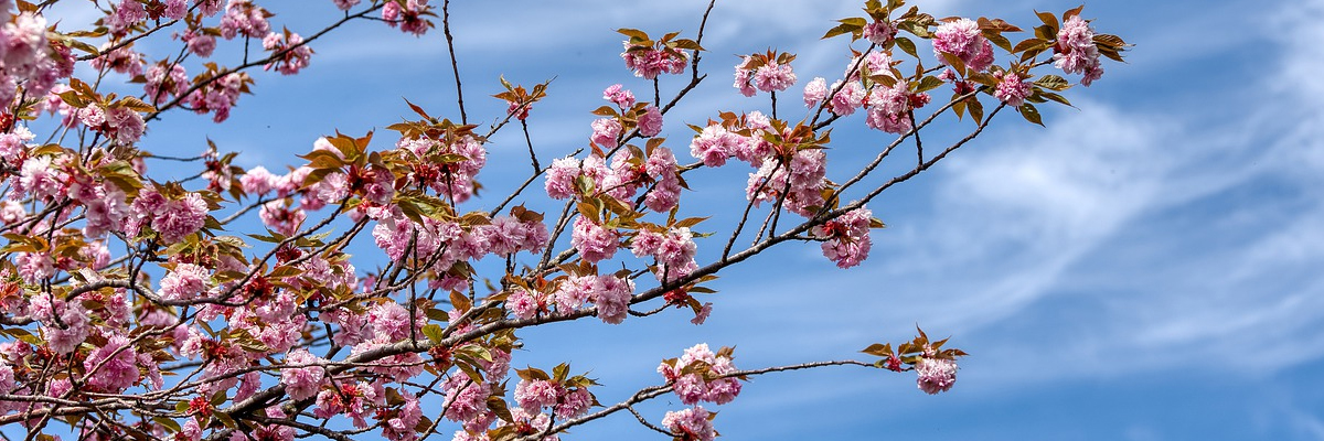 Prunus