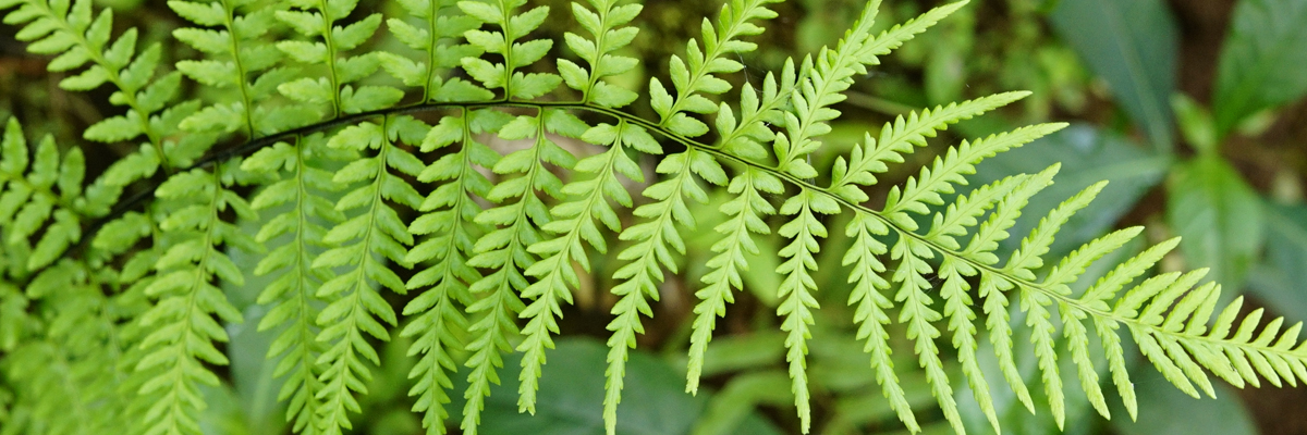 Pteris