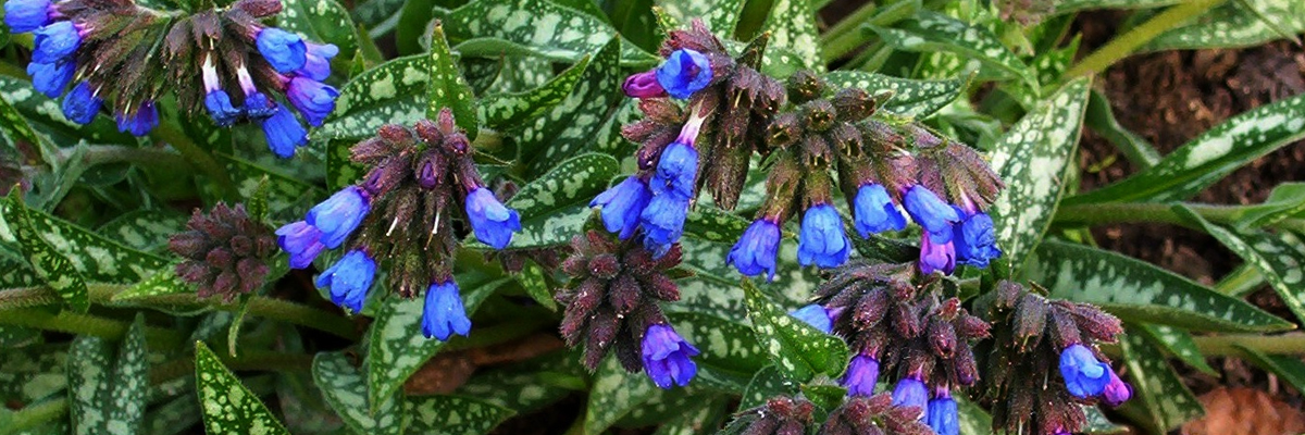 Pulmonaria