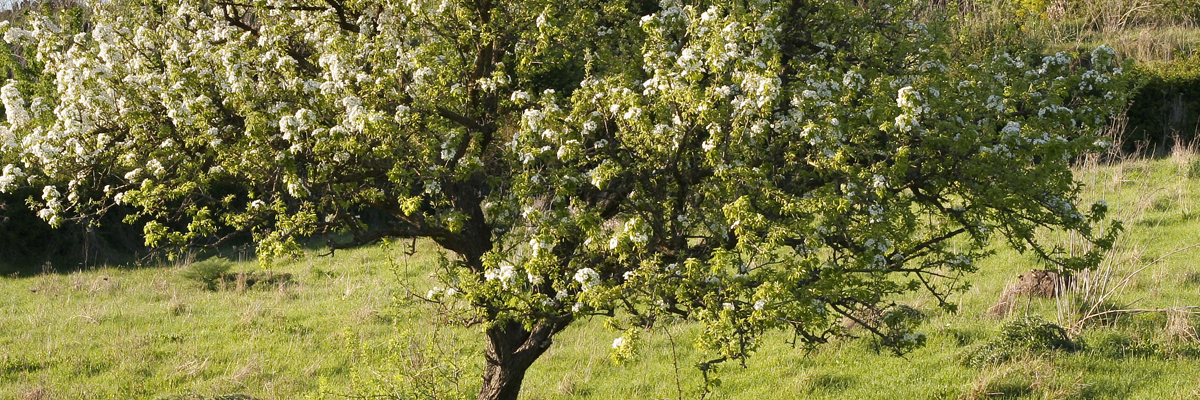 Pyrus
