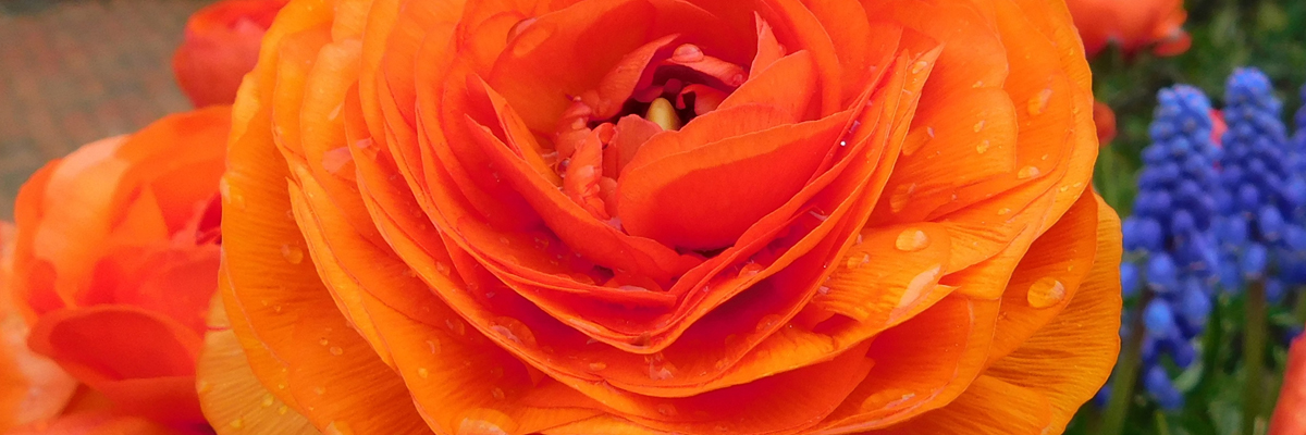 Ranunculus