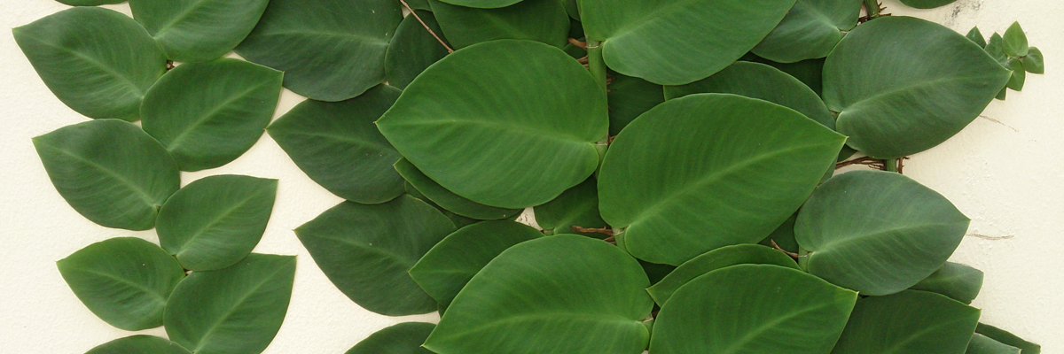 Rhaphidophora