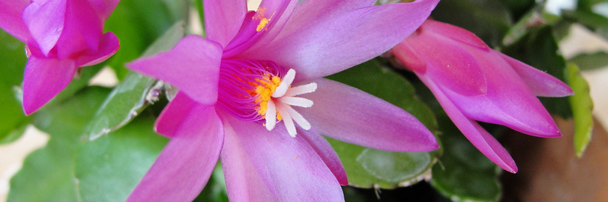 Rhipsalidopsis