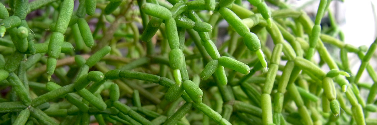 Rhipsalis