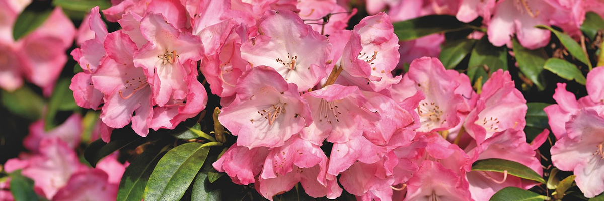 Rhododendron