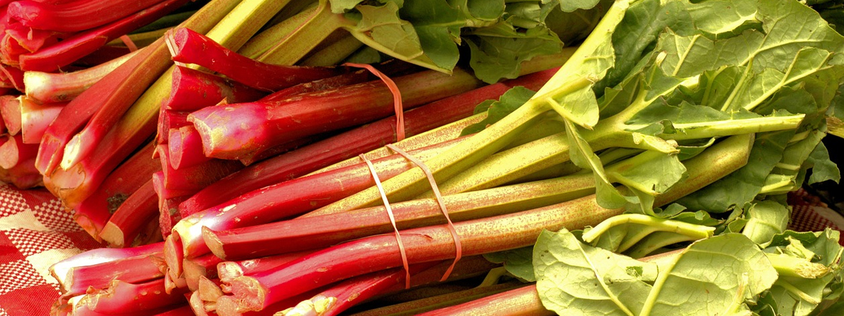 Rhubarb