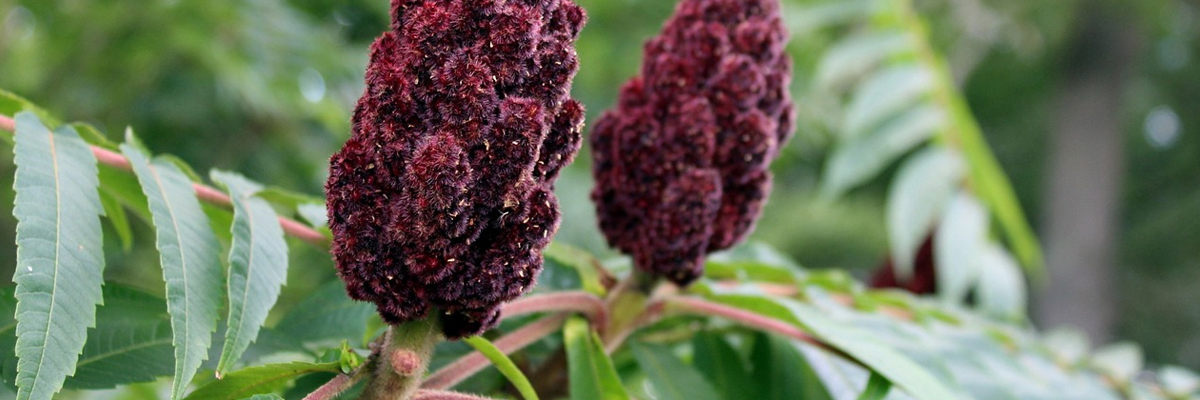 Rhus