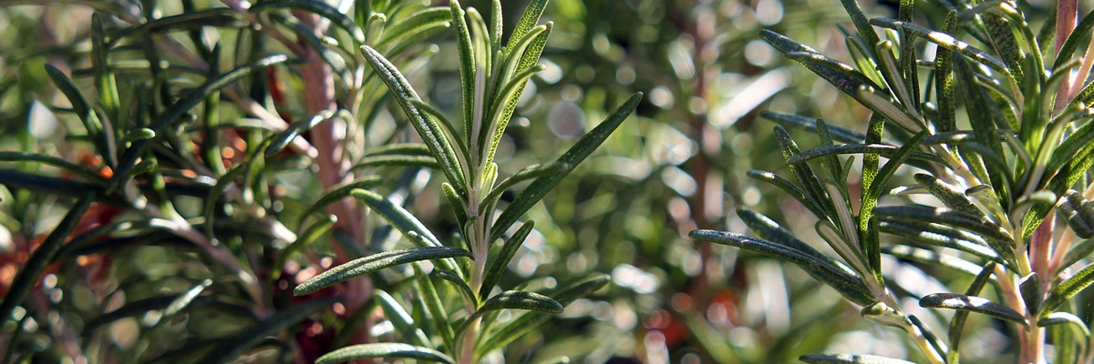 Rosemary