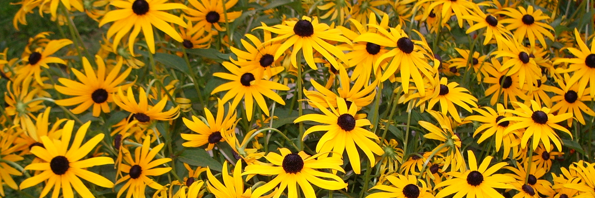 Rudbeckia