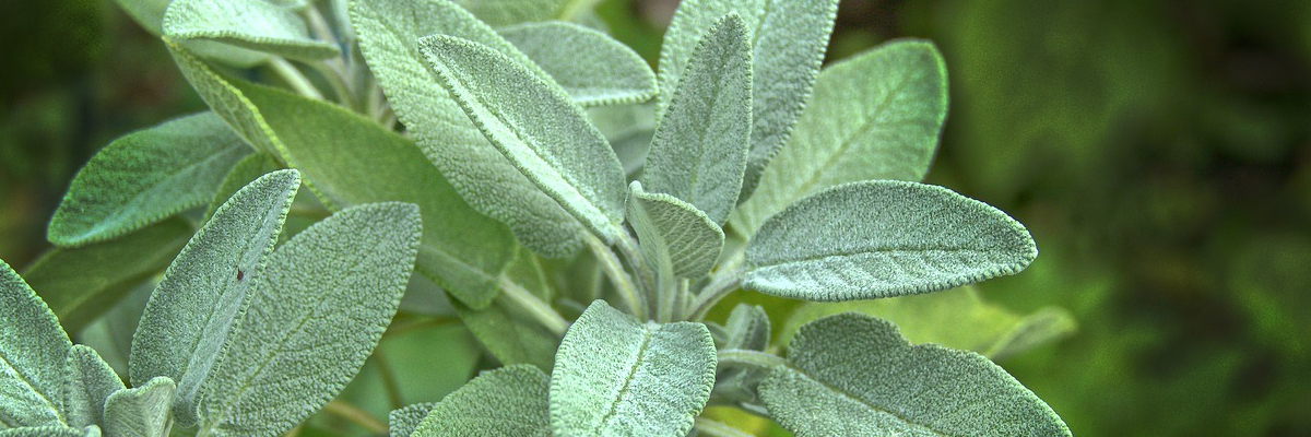 Sage